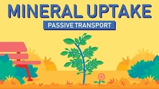 Plant Nutrition Mineral Absorption  Part 1 [upl. by Anned]