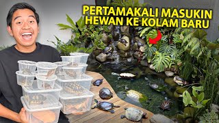 PERTAMAKALI MASUKIN PULUHAN KURAKURA KE KOLAM BARU [upl. by Kellby]