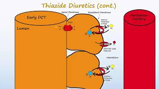 Diuretics  Part 2  Loops Thiazides K Sparing and ADH antagonists [upl. by Sidhu]