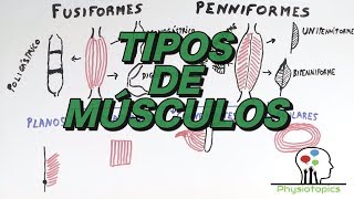 Tipos de Músculos Esqueléticos [upl. by Yztim394]