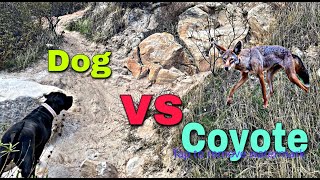 Coyote vs Cane Corso Mastiff dog [upl. by Atnahsa]