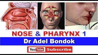 Anatomy of the Nose Nasoharynx and Oropharynx Dr Adel Bondok [upl. by Sidhu]