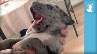 14 Day Old Great Dane Puppy Yawning Is The BEST  Puppy Love [upl. by Allimac]