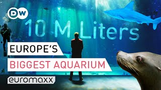 Europes Biggest Aquarium  Nausicaá France  Europe To The Maxx [upl. by Paff]