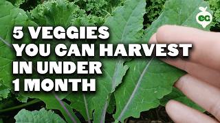 5 Fast Growing Veggies You Can Harvest in Under 1 Month [upl. by Yenittirb72]