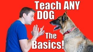 Dog Training 101 How to Train ANY DOG the Basics [upl. by Alrahc]