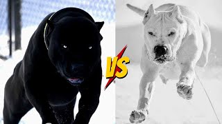 Cane Corso Vs Dogo Argentino [upl. by Alwitt]