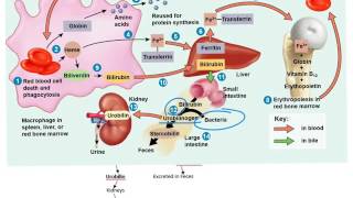 Red Blood Cell Life Cycle [upl. by Placia]