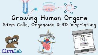 Growing Organs  Stem cells Organoids and 3D Bioprinting [upl. by Nillad]