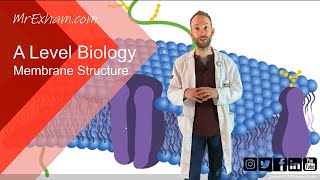 Membrane structure  A Level Biology [upl. by Marcille]