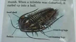 Introduction to Trilobites pt 1 of 2 [upl. by Aikel213]