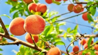 PEACH TREES  TIME LAPSE  Slide Show How to Grow Peaches [upl. by Airretal166]