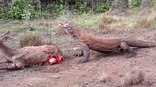 Hardcore Komodo Dragon Eating Deer Alive Not for the faint hearted [upl. by Cecilla]