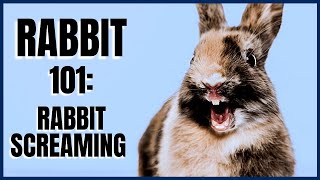 Rabbit 101 Rabbit Screaming [upl. by Rtoip646]