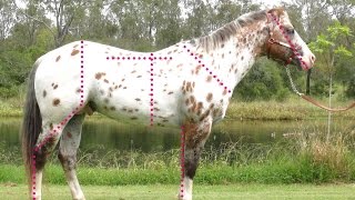 Evaluating the conformation of the Sportaloosa  Appaloosas Knabstruppers appaloosa spotted horses [upl. by Bolitho]