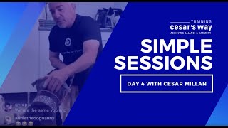 Secrets To Leash Work With Your Dog amp More With Cesar [upl. by Eneloj784]