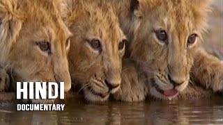 Gir Forest National Park  Wave Hindi Documentary [upl. by Remlap173]