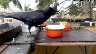 Interesting Crow Vocalizations crow sounds [upl. by Decker]