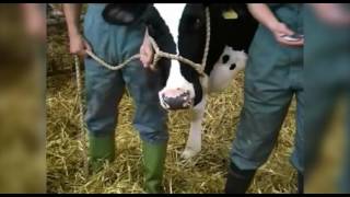 Cattle restraint methods [upl. by Arakahs]