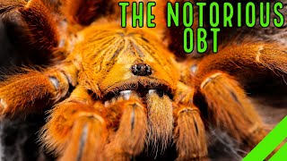 Orange Baboon Tarantula OBT Pterinochilus murinus Care amp Husbandry [upl. by Ettelloc]