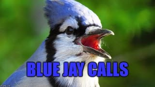 Blue Jay Calls [upl. by Ahsitniuq]