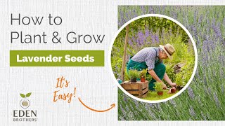 Lavender  How to Grow from Seed [upl. by Flora535]