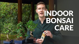 Indoor Bonsai care [upl. by Lonny709]