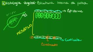 Estrutura interna da folha  Botânica  Biologia [upl. by Stephi1]