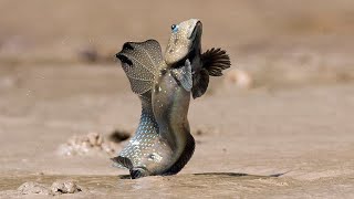 Facts The Mudskipper [upl. by Kinom]