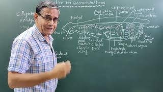 Digestion in BranchiostomaAmphioxus [upl. by Emmalee]