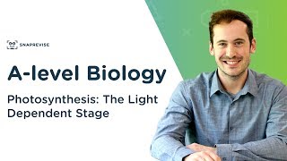 Photosynthesis The Light Dependent Stage  Alevel Biology  OCR AQA Edexcel [upl. by Omidyar]