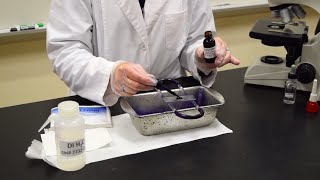 How to Perform a Simple Stain  MCCC Microbiology [upl. by Tyler55]