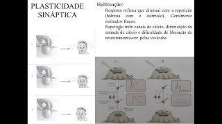 NEUROPLASTICIDADE [upl. by Annaej]