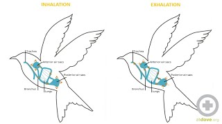 Avian Anatomy Basics [upl. by Leribag]