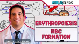 Hematology  Erythropoiesis Red Blood Cell Formation Part 1 [upl. by Nit]