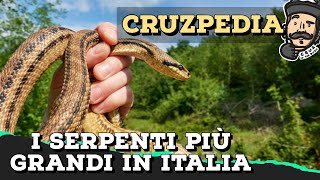 I cinque SERPENTI più GRANDI in ITALIA  CRUZPEDIA [upl. by Virendra]