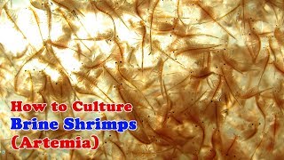 How to Culture Brine Shrimp  Artemia [upl. by Ilac]