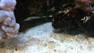 Warning if keeping sand gobies [upl. by Annaert]