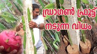 ഡ്രാഗൺ ഫ്രൂട്ട് തൈ എങ്ങനെ നടാം Dragon Fruit Planting Malayalam [upl. by Elok]