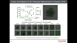 How to Analyze and Characterize Your 3D Cell Culture [upl. by Atikal]