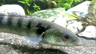 Pike Cichlid Crenicichla Lenticulata HD [upl. by Suoivatra]