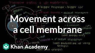 How do things move across a cell membrane  Cells  MCAT  Khan Academy [upl. by Rame]