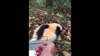 Kid released skunk then got sprayed [upl. by Eihtak]