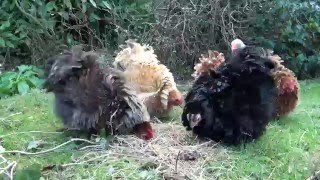 Pekin Frizzle Bantam Chickens [upl. by Inalaehak631]