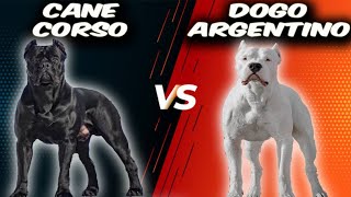 Cane Corso VS Dogo ArgentinoComparison [upl. by Ethelbert]