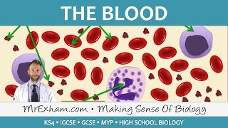 Blood  GCSE Biology 91 [upl. by Hunt73]