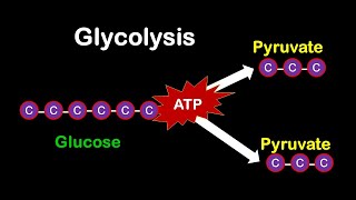 Glycolysis MADE EASY [upl. by Kusin]