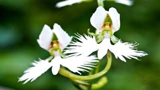 HABENARIA RADIATA  WHITE EGRET FLOWERS [upl. by Eeliak]