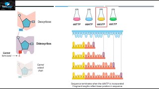 DNA Sequencing By Sanger Method [upl. by Lenz442]