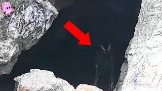 10 Mysterious Creatures Caught on Camera [upl. by Ileray]